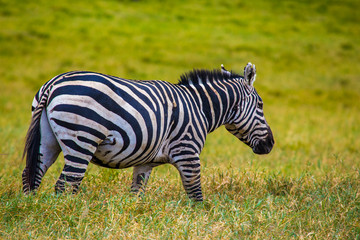 Fototapeta na wymiar A zebra walking in Hell's Gate Park in Naivasha, Kenya