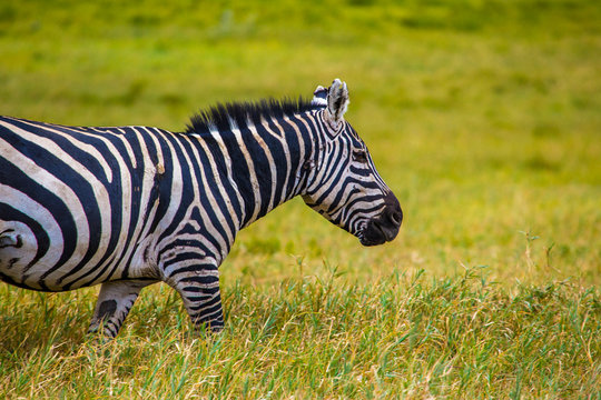 Detail of a zebra walking in Hell's Gate Park in Naivasha, Kenya