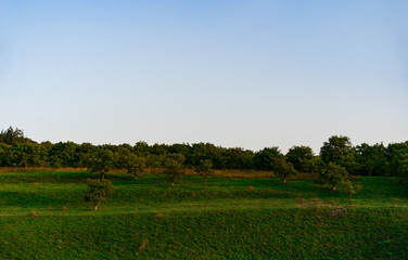 Green plain with trees in autumn