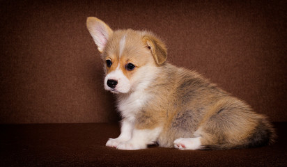 little welsh puppy is looking