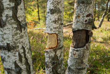 fresh and old beaver tracks on birch trees in a swamp