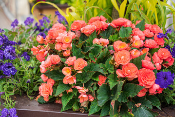 nice flowers in the containers