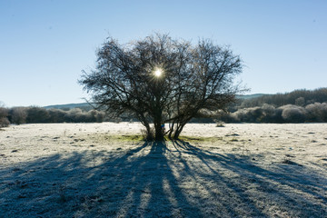 árbol solitario en un amanecer  de invierno 