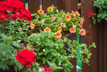 nice flowers in the containers