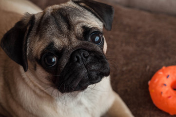 Obraz premium Puppy pug lays on the dog bed with orange toy and looks on camera, Close-up