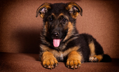 cute shepherd puppy lies on a sofa