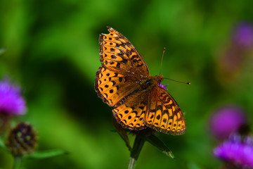 Fototapeta na wymiar Orange butterfly on a flower