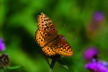 Orange butterfly on a flower
