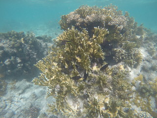 Naklejka na ściany i meble The beautiful coral of Wasini Island. Kenya