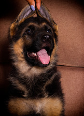 cute shepherd puppy lies on a sofa