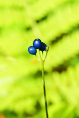 Blue berries in national park