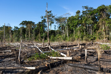 Amazon rainforest burning under smoke in sunny day in Acre, Brazil near the border with Bolivia. Concept of deforestation, fire, environmental damage and crime in the largest rainforest on the planet.