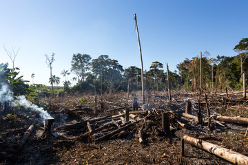 Amazon rainforest burning under smoke in sunny day in Acre, Brazil near the border with Bolivia....