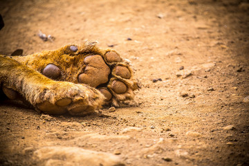 Traces of a beautiful lion lying in the orphanage of Nairobi. Kenya