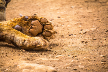 The traces of a beautiful lion in the orphanage of Nairobi. Kenya