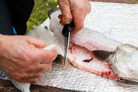 Fisherman cutting fillet on a pollack after fishing it in Brittany