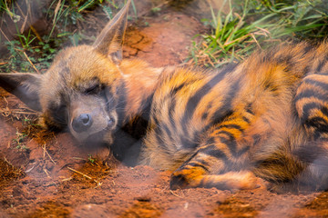 A hyena sleeping in the afternoon at the Nairobi orphanage. Kenya