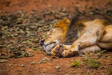 A lion sleeping in the afternoon at the Nairobi orphanage. Kenya