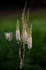 View of white flowering wild plant on the summer meadow