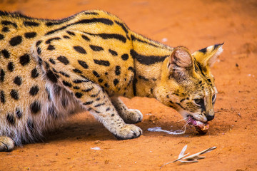 A wild Masai Mara cat eating on the ground at the Nairobi Orphanage, Kenya