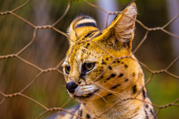 A Masai Mara cat at the Nairobi Orphanage, Kenya