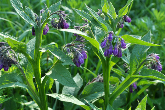 In the meadow, the comfrey (Symphytum officinale) is blooming