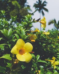 Yellow Flower