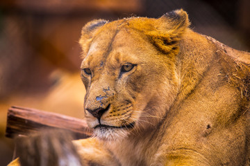 A lioness resting in the orphanage of Nairobi, Kenya