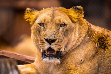 A lioness in the orphanage of Nairobi, Kenya