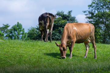 Naklejka na ściany i meble Two grazing cows on a green field