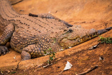 A caiman walking in the orphanage of Nairobi, Kenya