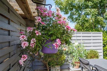 Fototapeta na wymiar Planter with pink vervain flowers in a garden during summer