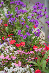 nice flowers in the containers