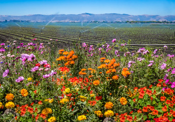 Colorful flowers are planted near a field of agricultural crops, as a field irrigation sprinkler system waters farmland in the Salinas Valley of central California, in Monterey County. 