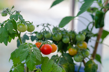 Small cherry tomato plants in the pots