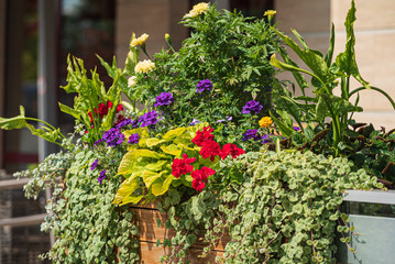 nice flowers in the containers