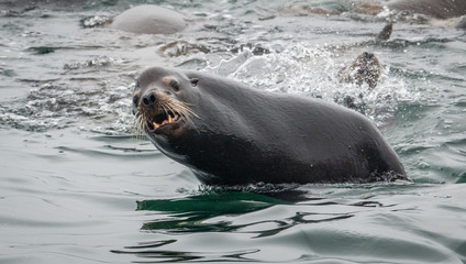 A California Sea Lion glances over at the photographer on a passing boat as it swims hurriedly while chasing a school of anchovies.  