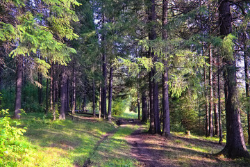 Summer Landscape at the Edge of the Coniferous Forest.