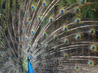 Naklejka premium peacock with feathers out