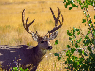 Arsenal Buck 2