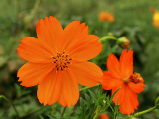 orange flower greeting card close-up blurred background