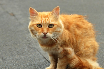 red cat with green eyes in the park