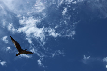 seagull on a background of blue sky