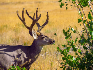 Arsenal Buck 4