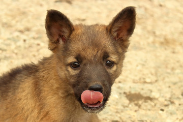 wild puppy dog licks its lips