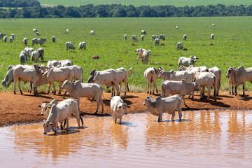 Thirsty cattle drinking water in lagoon under heat of amazonia, Brazil. Large Nelore cattle farm in the Amazon with green pasture in the background. Livestock, animal welfare and agriculture concept. © Imago Photo