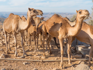 Dromedary-keepers (Camelus dromedarius) with Doromedar on a watering place in the Jabal Qara (Jebel Qara) Mountains Sultanate of Oman