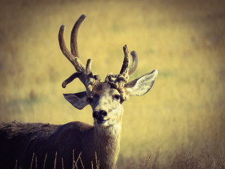 Nontypical Arsenal Buck 3