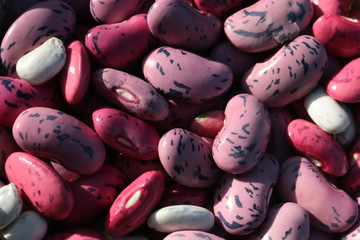 Permaculture et haricots