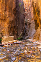 The Virgin River in the Zion Narrows